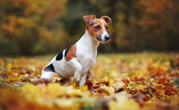 Quelles sont les plus petites races de chiens du monde ? 