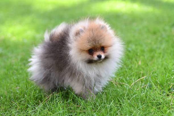 Les 10 plus petites races de chien au monde