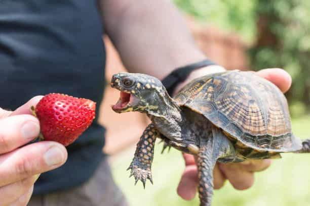 Que mange une tortue ? : les aliments autorisés et à éviter