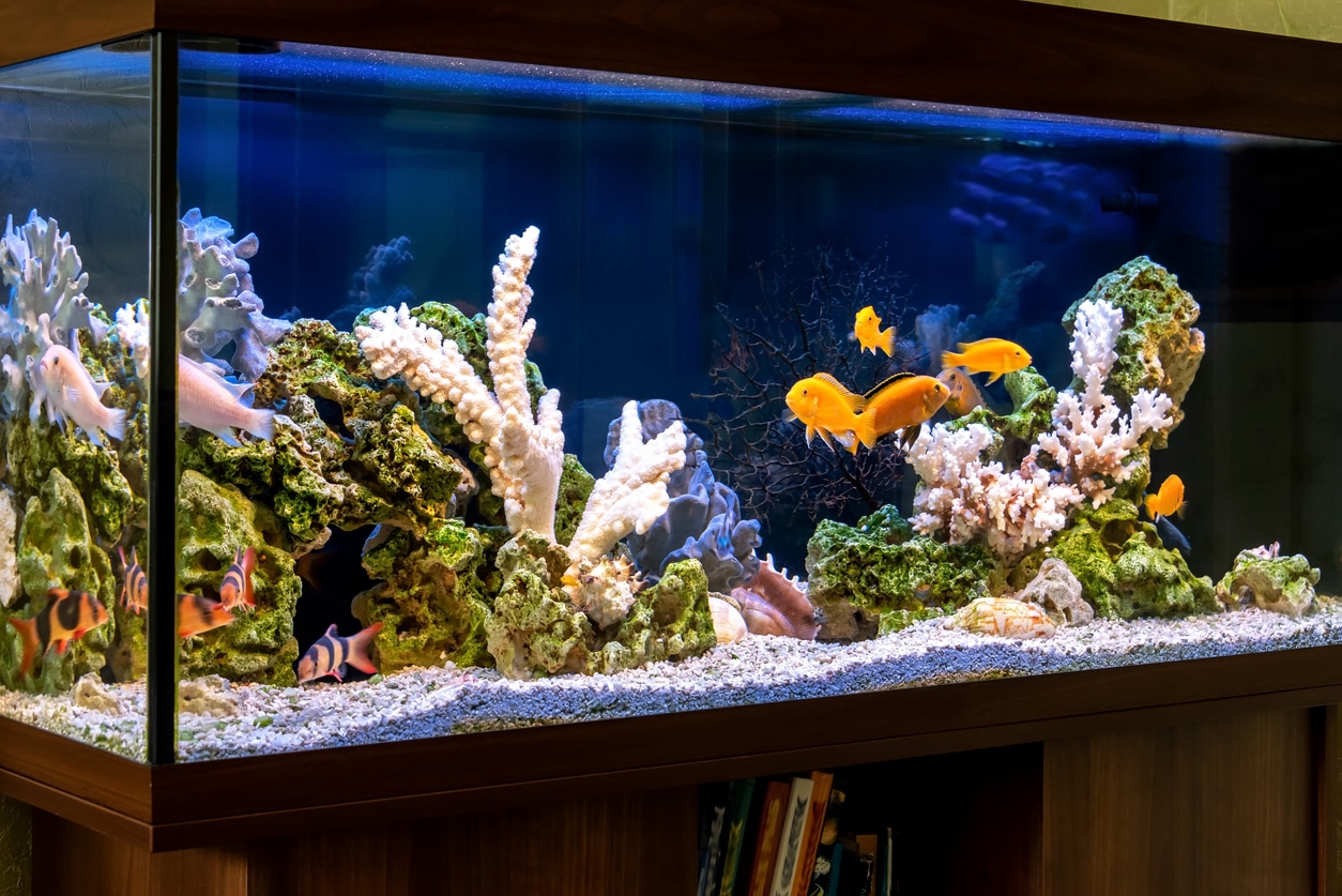 Le substrat pour aquarium, comment choisir le meilleur ?
